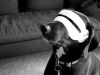 A dog as Cyclops, submitted  by stuartimmonen