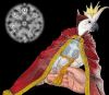 Lesser Sulfur Cockatoo as Dr. Strange, submit