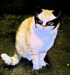 Barn cat as Wolverine, ubmitted by amarygma 