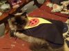 Princess Caico as Kitty Pryde, submitted by a