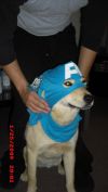 A dog as Captain America, submitted by aesco3