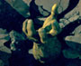 Incredible Hulk Movie Clip 5