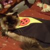 Princess Caico as Kitty Pryde, submitted by amber-the-stylist