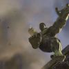 The Incredible Hulk