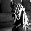 A dog as Storm, submitted by stuartimmonen