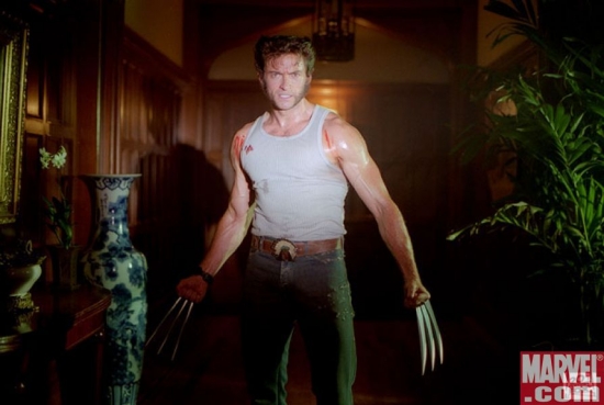Wolverine in the spotlight