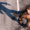 Screenshot of the Rhino from the Amazing Spider-Man video game