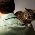 Lil Bub at Marvel HQ