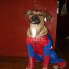Brad as Spider-Man, submitted by marponzoni