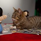 Lil Bub and Wolverine at Marvel HQ