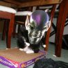 Jinx as a Skrull, submitted by jinxskrull