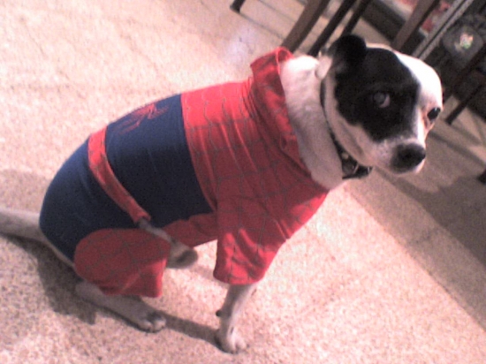 Wishbone as Spider-Man, submitted by D3 & Egoself