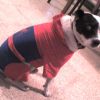 Wishbone as Spider-Man, submitted by D3 & Egoself